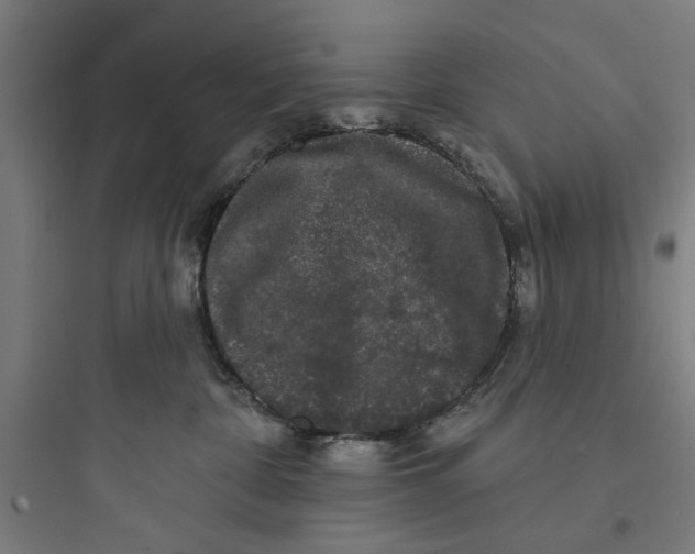 X0000093740332200711061030