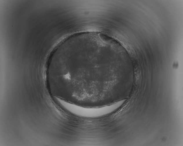 X0000093740350200711061029