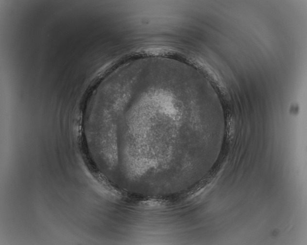 X0000093740356200711061029