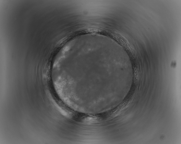 X0000093740364200711061029