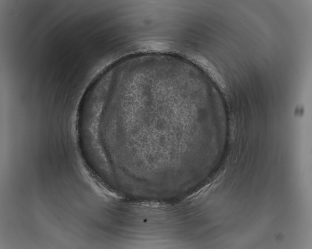 X0000093740439200711061028