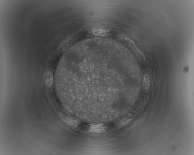 X0000093740705200711061024