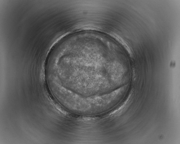 X0000093740782200711061023