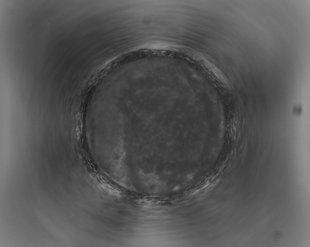 X0000093740821200711061021