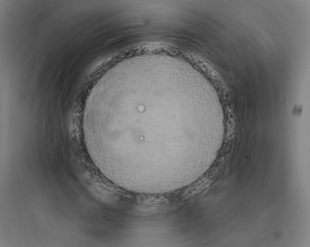 X0000093740824200711061021