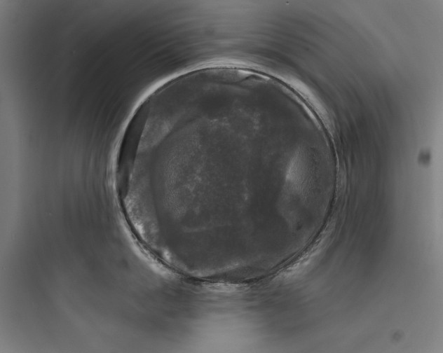 X0000093740862200711061022