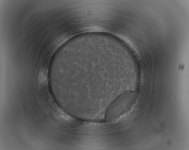 X0000093740873200711061021