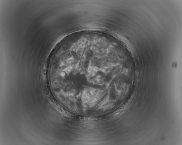 X0000093740875200711061021