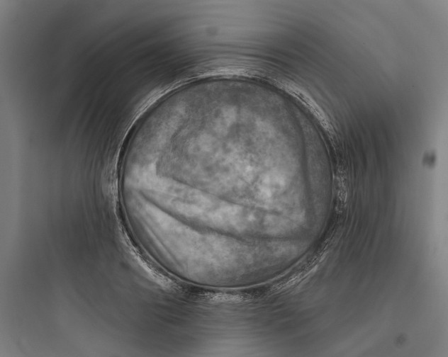 X0000093740890200711061021