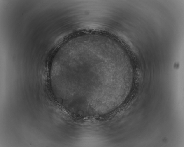 X0000093740918200711061020