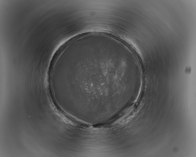 X0000093740928200711061020