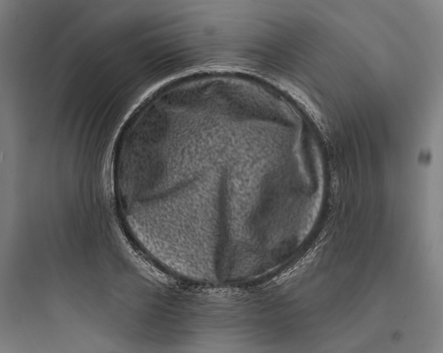 X0000093740934200711061020