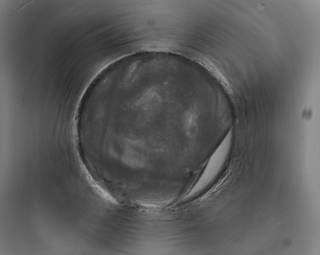 X0000093740976200711061020