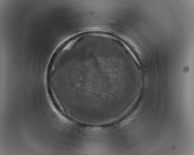 X0000093740991200711061020