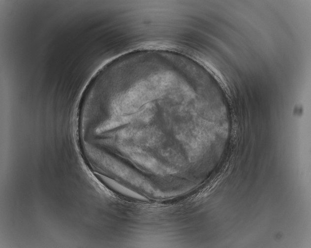 X0000093740992200711061020