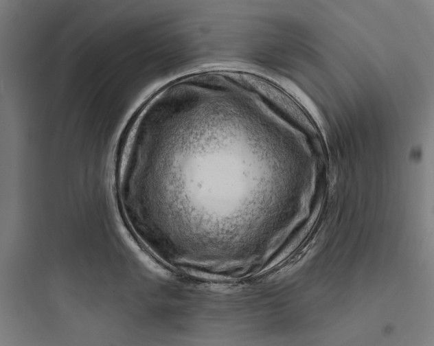 X0000093741005200711061019