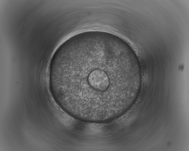 X0000093741514200711061011