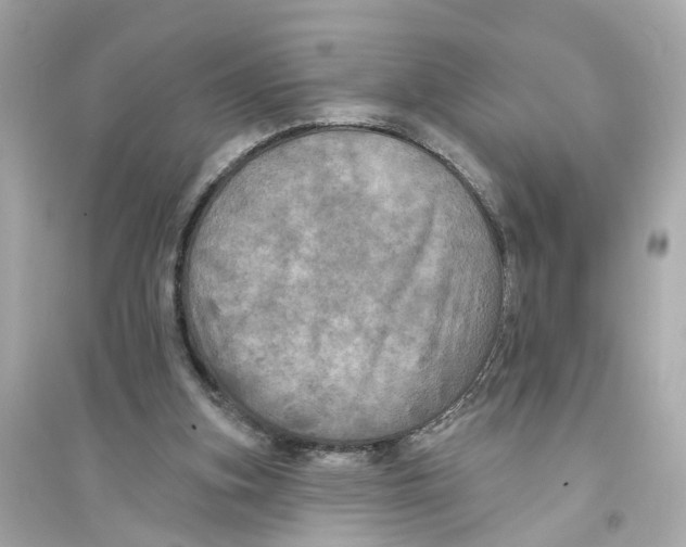 X0000093740155200711131110