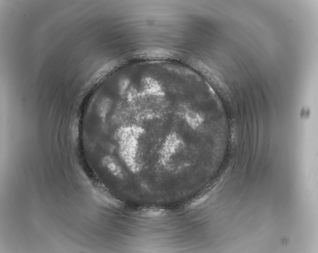X0000093740206200711131109