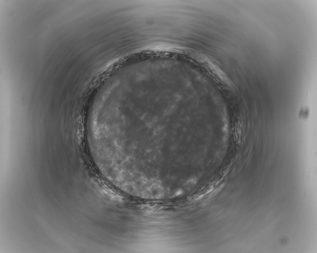 X0000093740821200711131059
