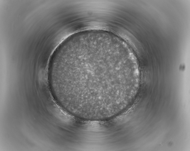 X0000093740828200711131059