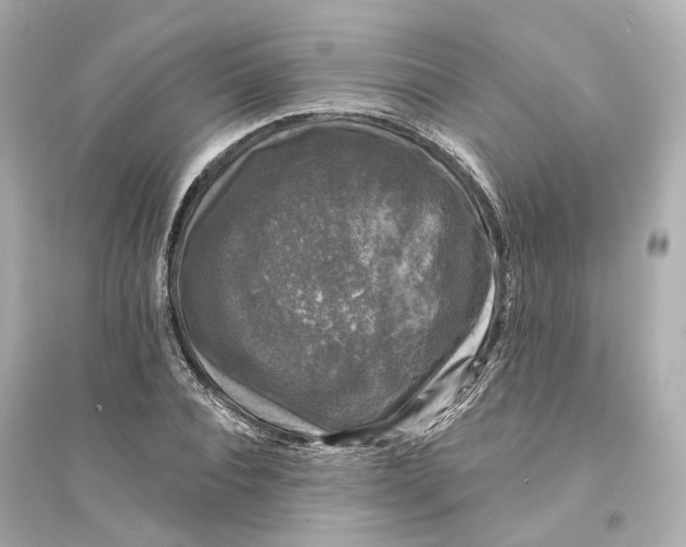 X0000093740928200711131058