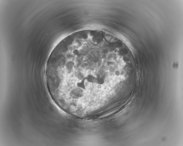 X0000093741103200711131055