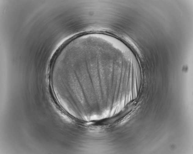 X0000093741124200711131055