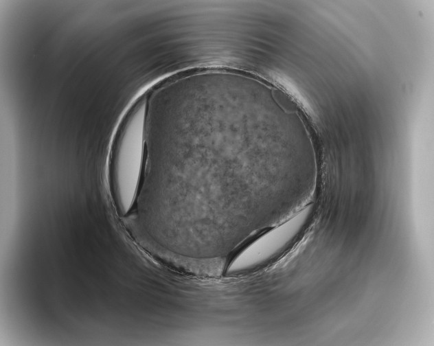 X0000093750932200710161155