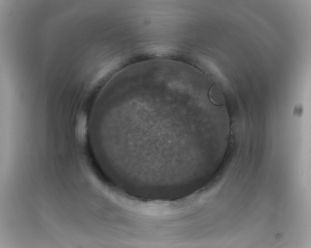 X0000093750024200710231241
