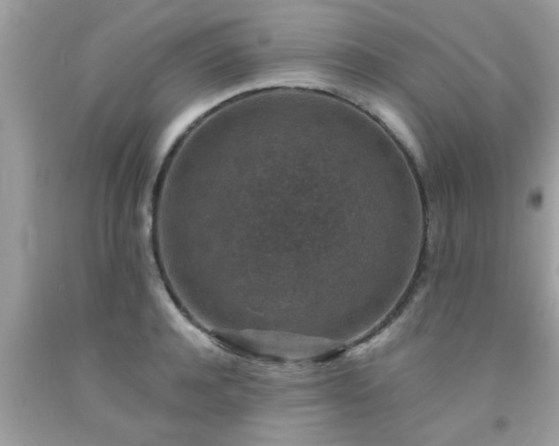 X0000093750944200710231229