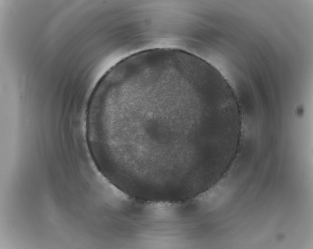 X0000093750950200710231229