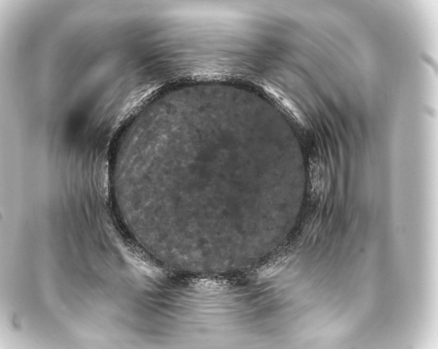 X0000093750494200710301127