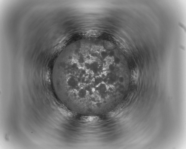 X0000093750663200710301126
