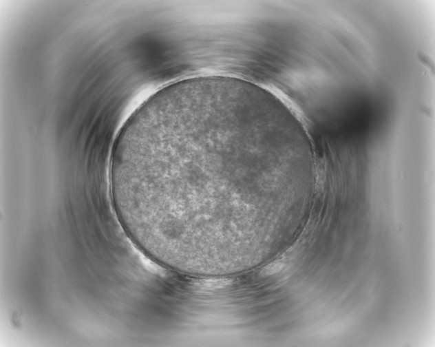 X0000093751294200710301117