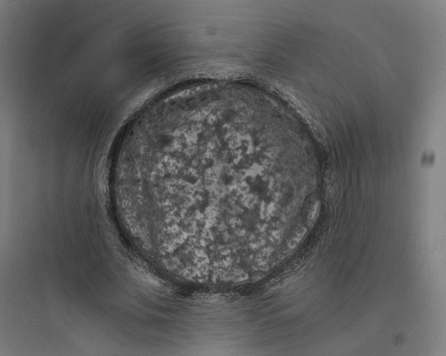 X0000093750679200711061049