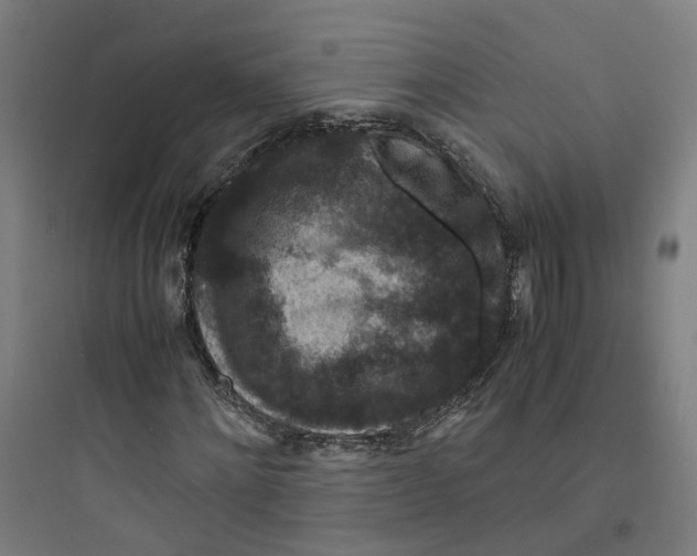 X0000093750868200711061046