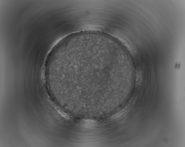 X0000093750878200711061046