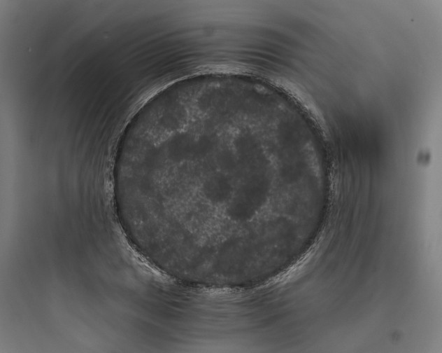 X0000093751025200711061043