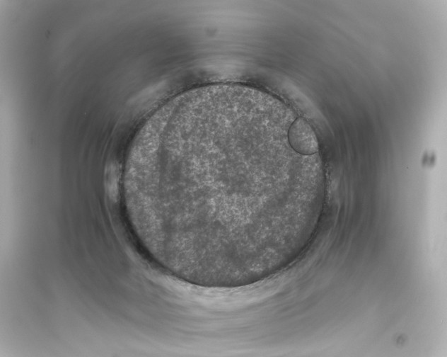 X0000093750026200711131135