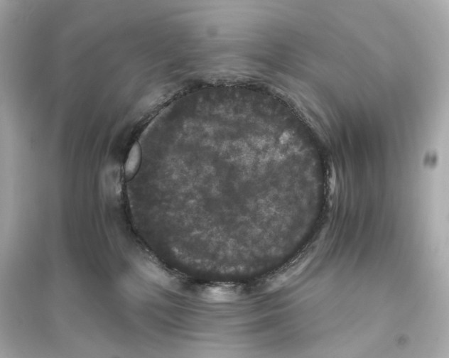 X0000093750232200711131132