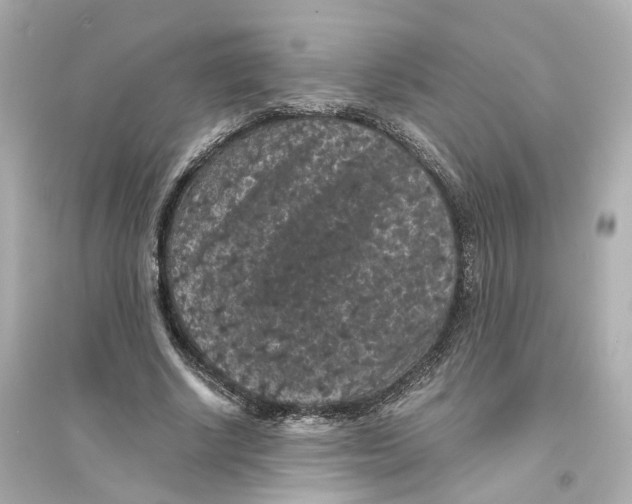 X0000093750634200711131126