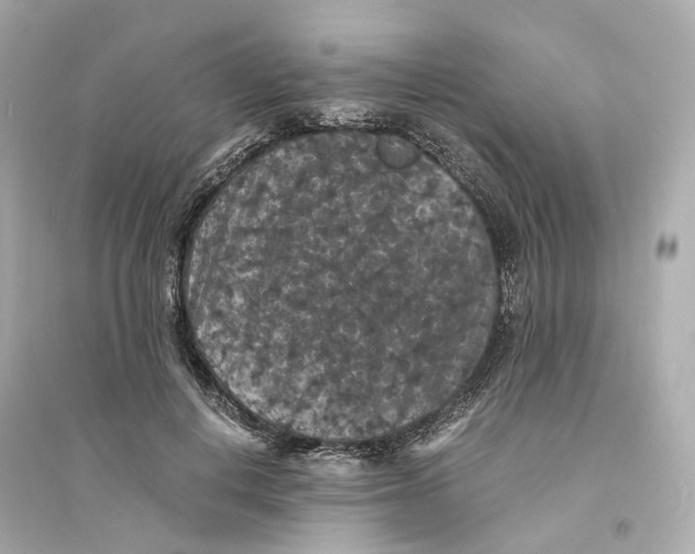 X0000093750648200711131126