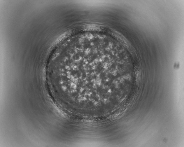 X0000093750729200711131125