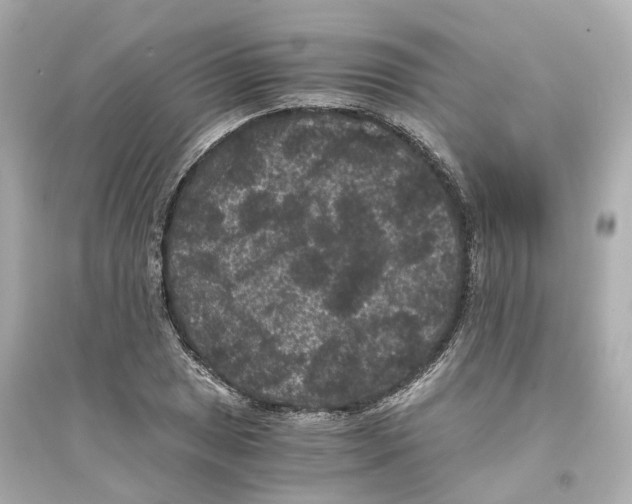 X0000093751025200711131120