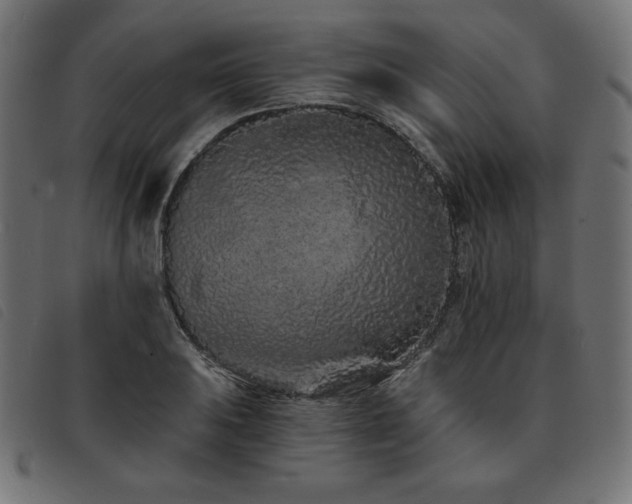 X0000093761031200710161219