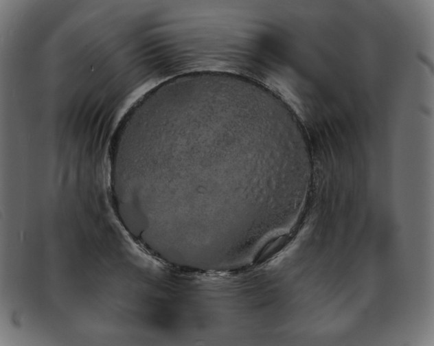 X0000093761125200710161218