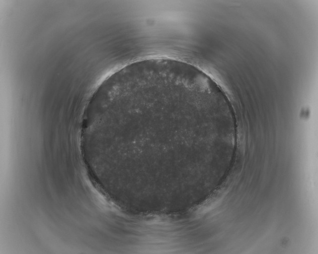 X0000093760434200710231255