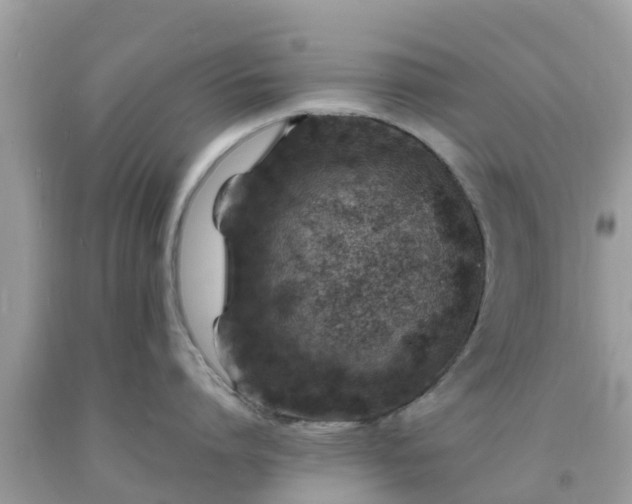 X0000093760864200710231251