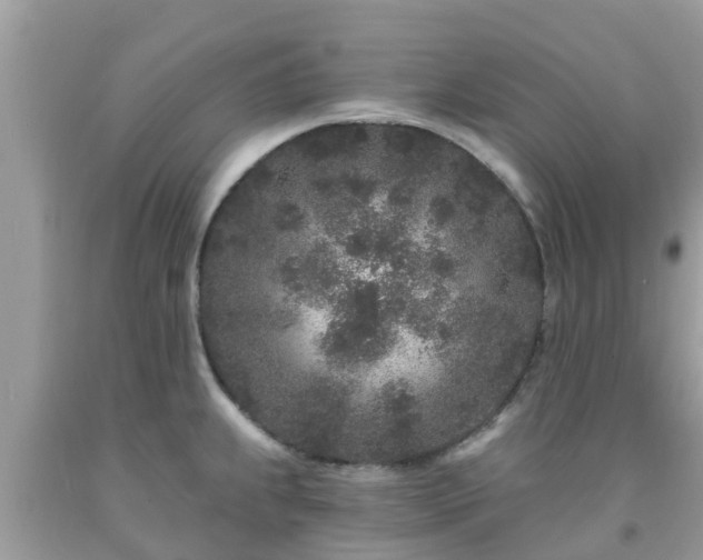 X0000093761239200710231246